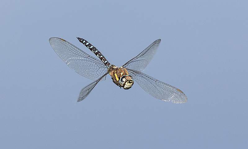 Migrant Hawker in Flight_Roger Hance.jpg